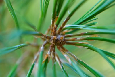 Pinus Armandii - borovice armandova - pupen
